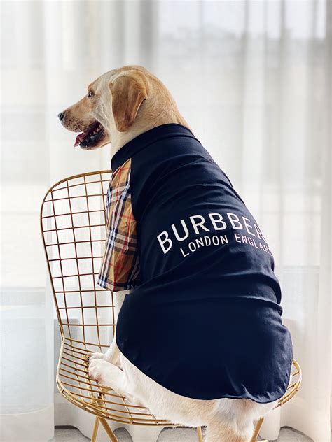 burberry chien